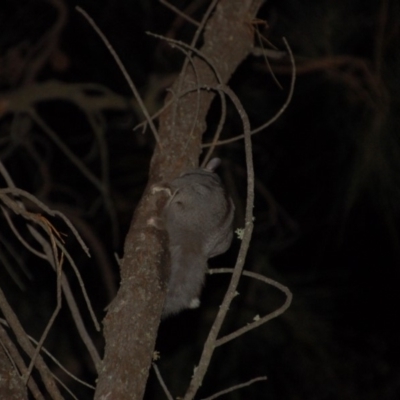 Petaurus notatus (Krefft’s Glider, formerly Sugar Glider) at Hackett, ACT - 8 Oct 2015 by KMcCue