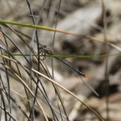 Xanthagrion erythroneurum (Red & Blue Damsel) at Michelago, NSW - 13 Nov 2017 by Illilanga