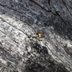 Polyrhachis ammon at Michelago, NSW - 13 Nov 2017 12:25 PM