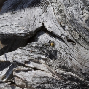 Polyrhachis ammon at Michelago, NSW - 13 Nov 2017 12:25 PM