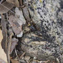 Polyrhachis ammon at Michelago, NSW - 26 Oct 2017 01:33 PM