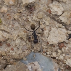Camponotus suffusus (Golden-tailed sugar ant) at Illilanga & Baroona - 28 Nov 2011 by Illilanga