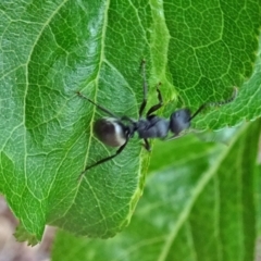 Polyrhachis phryne (A spiny ant) at Isaacs, ACT - 28 Oct 2017 by galah681