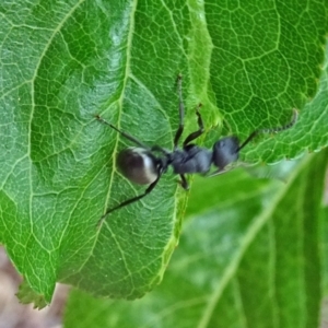 Polyrhachis phryne at Isaacs, ACT - 29 Oct 2017 09:43 AM