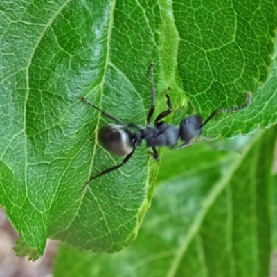 Polyrhachis phryne (A spiny ant) at Isaacs, ACT - 28 Oct 2017 by galah681