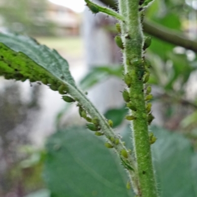 Myzus persicae (Green Peach Aphid) at Isaacs, ACT - 29 Oct 2017 by galah681