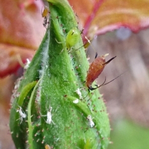 Macrosiphum rosae at Isaacs, ACT - 29 Oct 2017