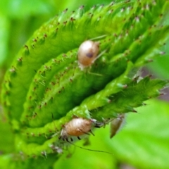 Macrosiphum rosae at Isaacs, ACT - 29 Oct 2017