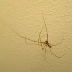 Pholcus phalangioides (Daddy-long-legs spider) at Isaacs, ACT - 29 Oct 2017 by galah681