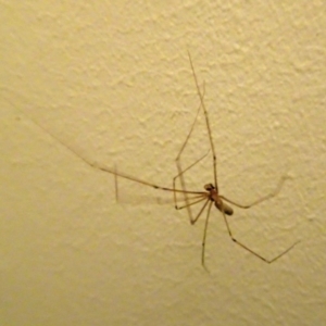 Pholcus phalangioides at Isaacs, ACT - 29 Oct 2017 10:04 AM