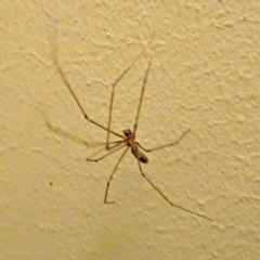 Pholcus phalangioides at Isaacs, ACT - 29 Oct 2017