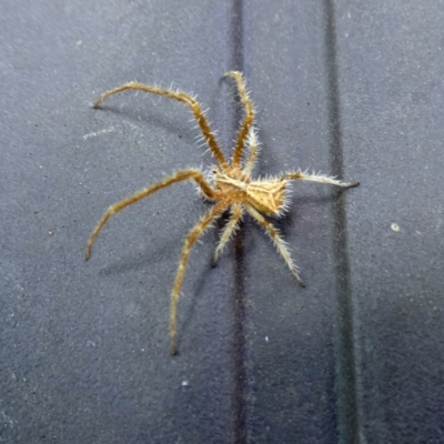 Sidymella hirsuta (Hairy crab spider) at Isaacs, ACT - 29 Nov 2017 by galah681