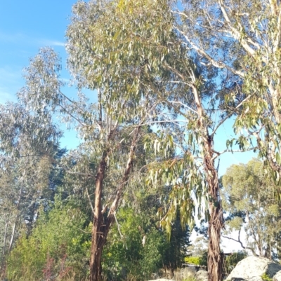 Eucalyptus globulus subsp. bicostata (Southern Blue Gum, Eurabbie) at Griffith Woodland - 17 Jan 2018 by ianandlibby1