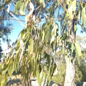 Eucalyptus globulus subsp. bicostata at Griffith, ACT - 17 Jan 2018
