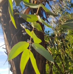 Eucalyptus globulus subsp. bicostata at Griffith Woodland - 17 Jan 2018