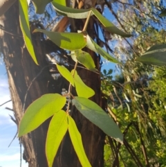 Eucalyptus globulus subsp. bicostata at Griffith, ACT - 17 Jan 2018