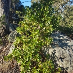 Viburnum tinus (Laurustinus) at Griffith, ACT - 17 Jan 2018 by ianandlibby1