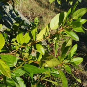 Viburnum tinus at Griffith, ACT - 17 Jan 2018