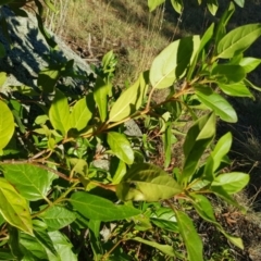 Viburnum tinus at Griffith, ACT - 17 Jan 2018