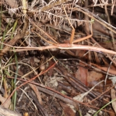 Didymuria violescens (Spur-legged stick insect) at Namadgi National Park - 6 Apr 2015 by KMcCue