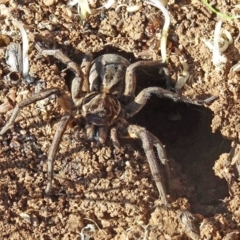 Tasmanicosa sp. (genus) (Unidentified Tasmanicosa wolf spider) at Molonglo Valley, ACT - 27 Apr 2017 by galah681