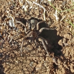 Tasmanicosa sp. (genus) at Molonglo Valley, ACT - 27 Apr 2017 10:32 AM