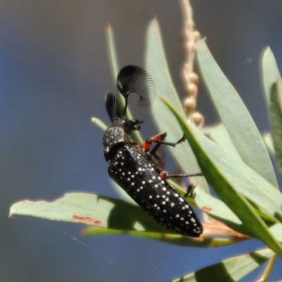 Rhipicera (Agathorhipis) femorata (Feather-horned beetle) at Rendezvous Creek, ACT - 5 Mar 2015 by KMcCue