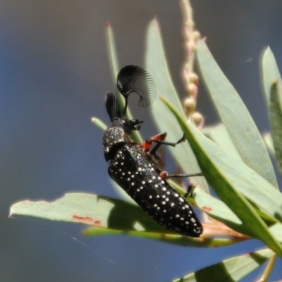 Rhipicera femorata (Feather-horned beetle) at Rendezvous Creek, ACT - 5 Mar 2015 by KMcCue