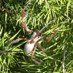 Trichonephila edulis at Molonglo Valley, ACT - 4 May 2017 01:14 PM