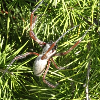 Trichonephila edulis (Golden orb weaver) at National Arboretum Forests - 4 May 2017 by galah681
