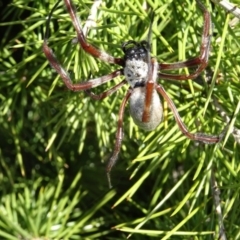 Trichonephila edulis at Molonglo Valley, ACT - 4 May 2017 01:14 PM