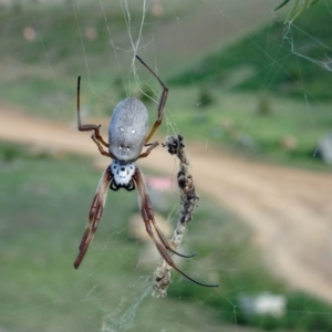 Trichonephila edulis at Molonglo Valley, ACT - 4 May 2017