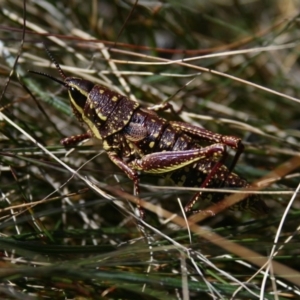 Monistria concinna at Cotter River, ACT - 27 Sep 2014