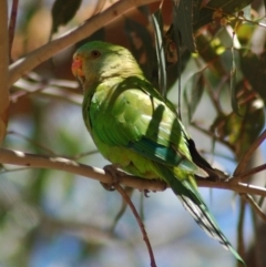 Polytelis swainsonii (Superb Parrot) at Forde, ACT - 6 Dec 2013 by KMcCue
