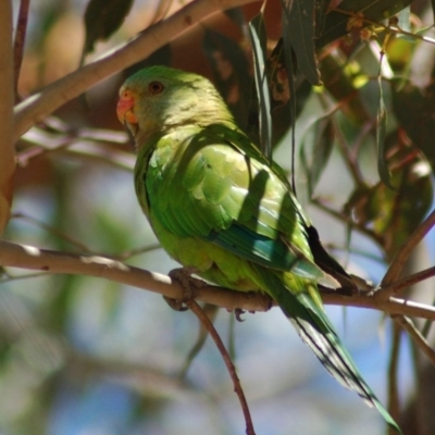 Polytelis swainsonii (Superb Parrot) at Forde, ACT - 6 Dec 2013 by KMcCue