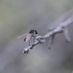 Geron sp. (genus) (Slender Bee Fly) at Illilanga & Baroona - 26 Dec 2017 by Illilanga