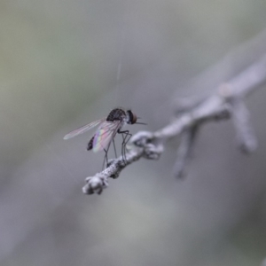 Geron sp. (genus) at Michelago, NSW - 26 Dec 2017 05:57 PM