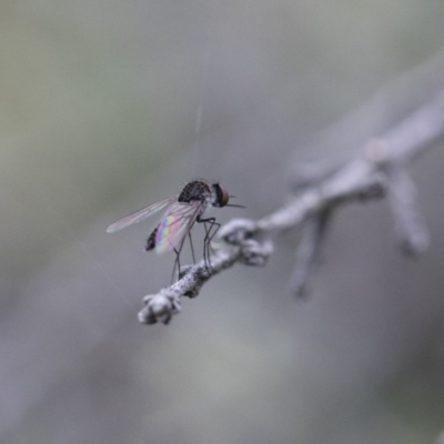 Geron sp. (genus) (Slender Bee Fly) at Michelago, NSW - 26 Dec 2017 by Illilanga