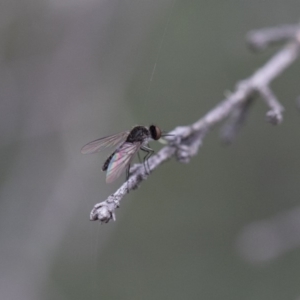 Geron sp. (genus) at Michelago, NSW - 26 Dec 2017 05:57 PM