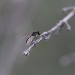 Geron sp. (genus) at Michelago, NSW - 26 Dec 2017