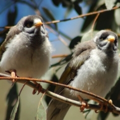 Manorina melanocephala (Noisy Miner) at Mulligans Flat - 6 Dec 2013 by KMcCue