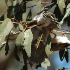 Manorina melanocephala at Forde, ACT - 6 Dec 2013 12:13 PM