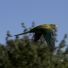 Polytelis swainsonii at Ainslie, ACT - 14 Jan 2018