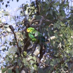 Polytelis swainsonii at Ainslie, ACT - 14 Jan 2018