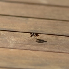 Acanthonevroides jarvisi at Michelago, NSW - 17 Jan 2018