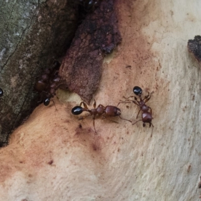 Podomyrma gratiosa (Muscleman tree ant) at Illilanga & Baroona - 17 Jan 2018 by Illilanga