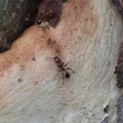 Podomyrma gratiosa at Michelago, NSW - 17 Jan 2018 07:53 PM