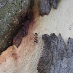 Podomyrma gratiosa at Michelago, NSW - 17 Jan 2018