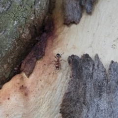 Podomyrma gratiosa at Michelago, NSW - 17 Jan 2018