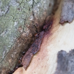 Podomyrma gratiosa at Michelago, NSW - 17 Jan 2018 07:53 PM